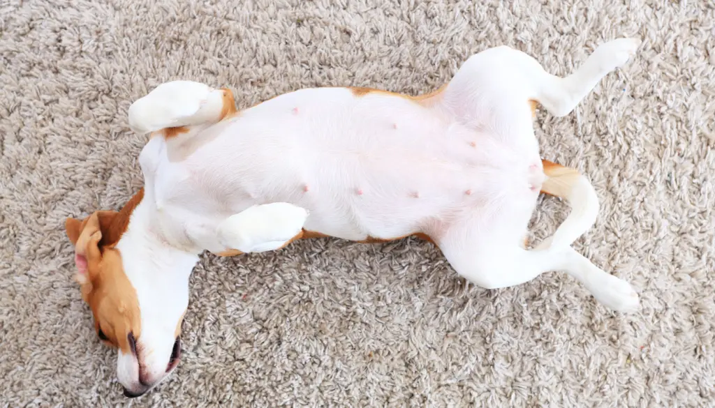 cachorro barriga para cima