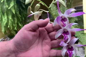 orquídea