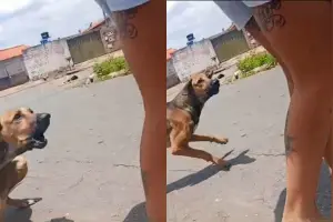 Briga antiga entre vizinhos em Goiânia ganha novos capítulos com mordida de cachorro, acusações de homofobia, intolerância religiosa e ameaça