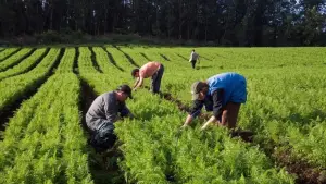 Recrutadores concordam: “O agro não precisa só de quem planta, mas de cientista agrário”, uma das profissões que mais crescem no país, segundo o LinkedIn