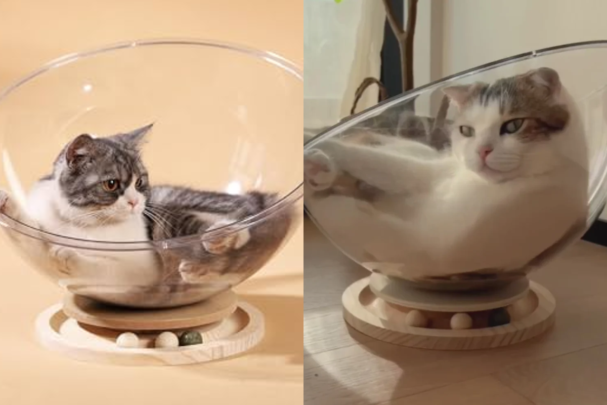 gatinho pet