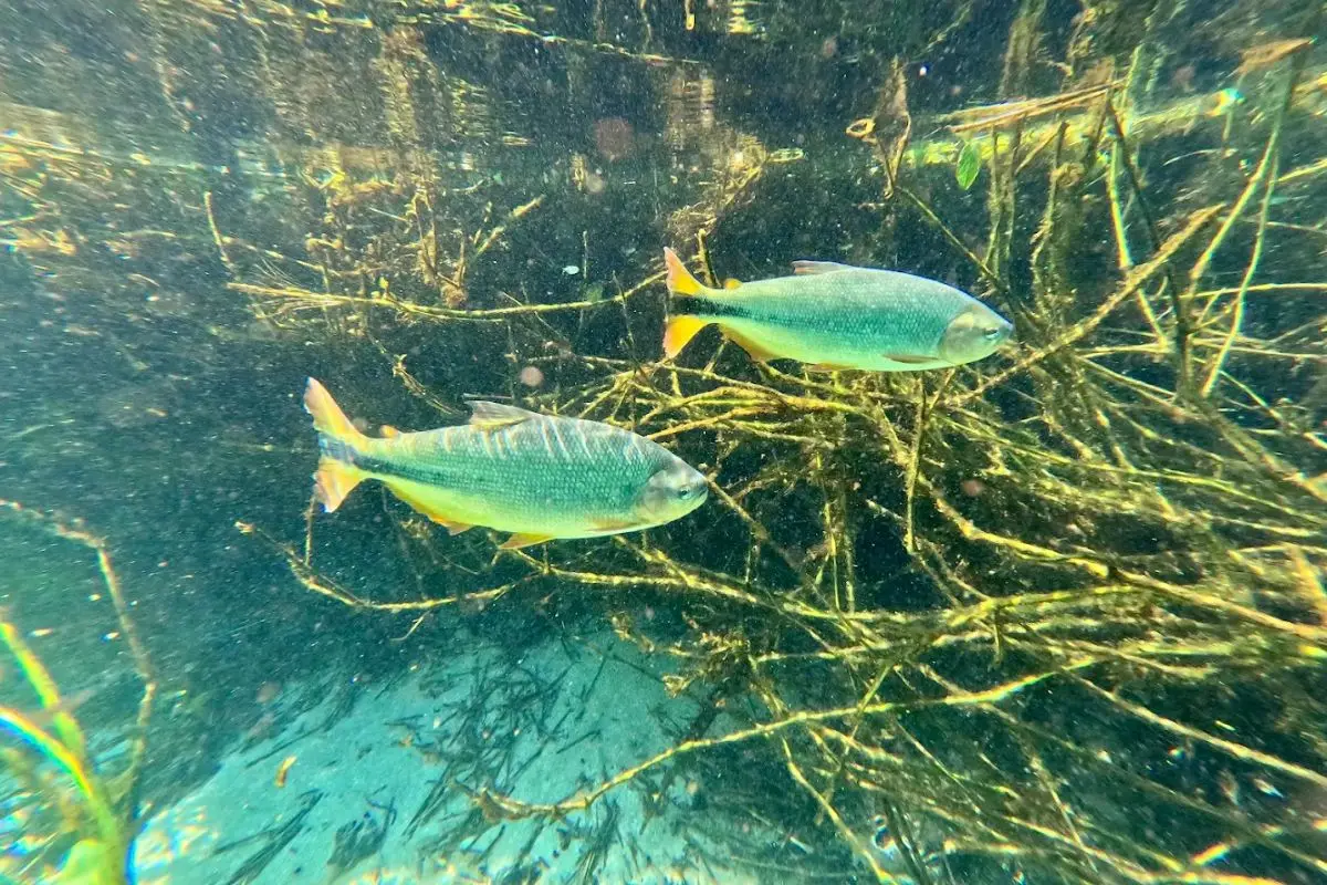 Rio Sucuri - Bonito, MS