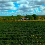 Vale do São Francisco