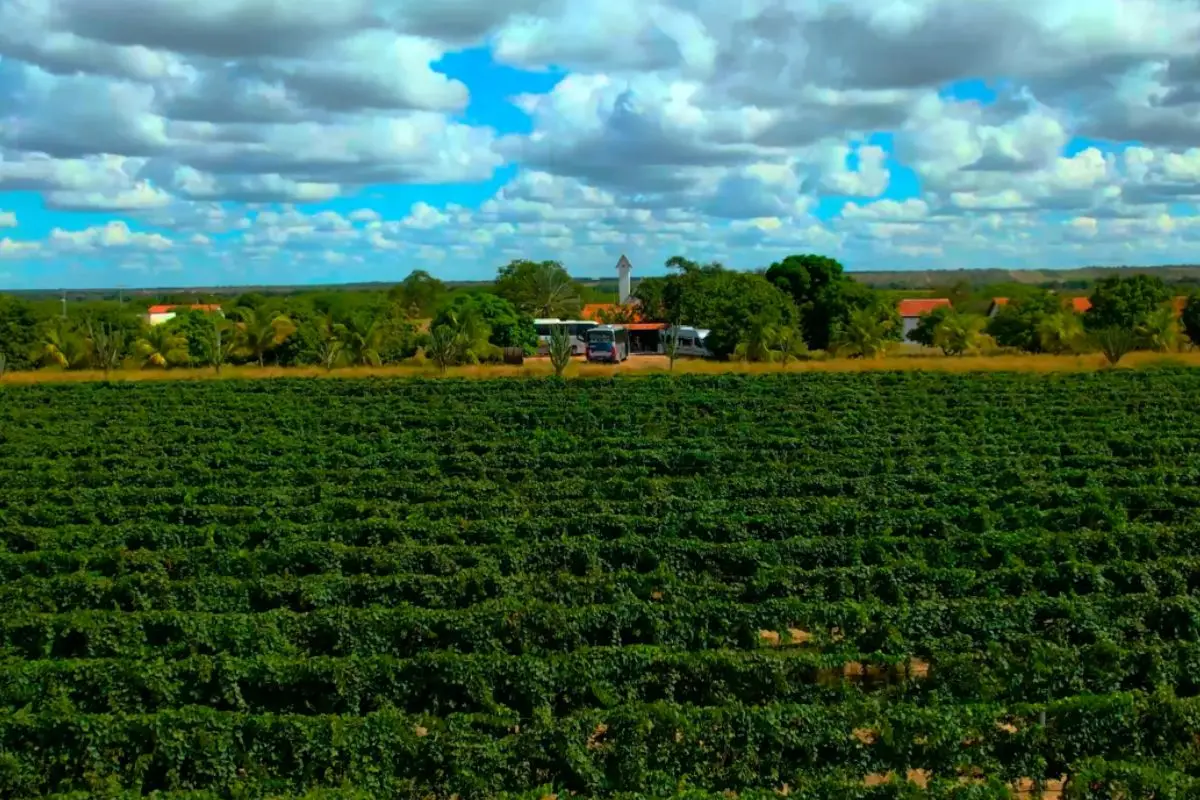 Vale do São Francisco