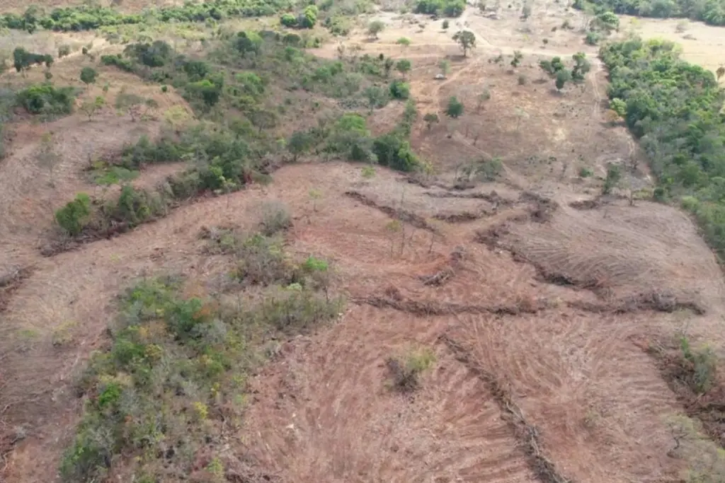 Fiscais flagram mais de 164 hectares de vegetação derrubados ilegalmente em Goiás e multas chegam a quase R$ 300 mil