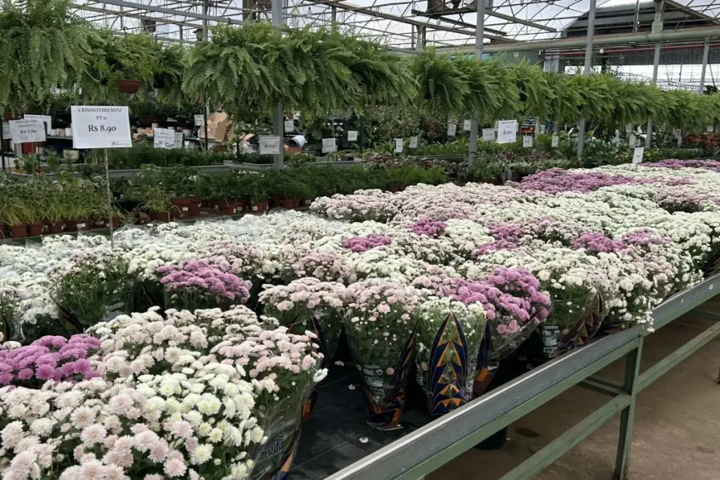 Flores para o Dia de Finados têm diferença de preço de mais de 600% em Goiás