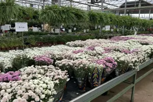Flores para o Dia de Finados têm diferença de preço de mais de 600% em Goiás