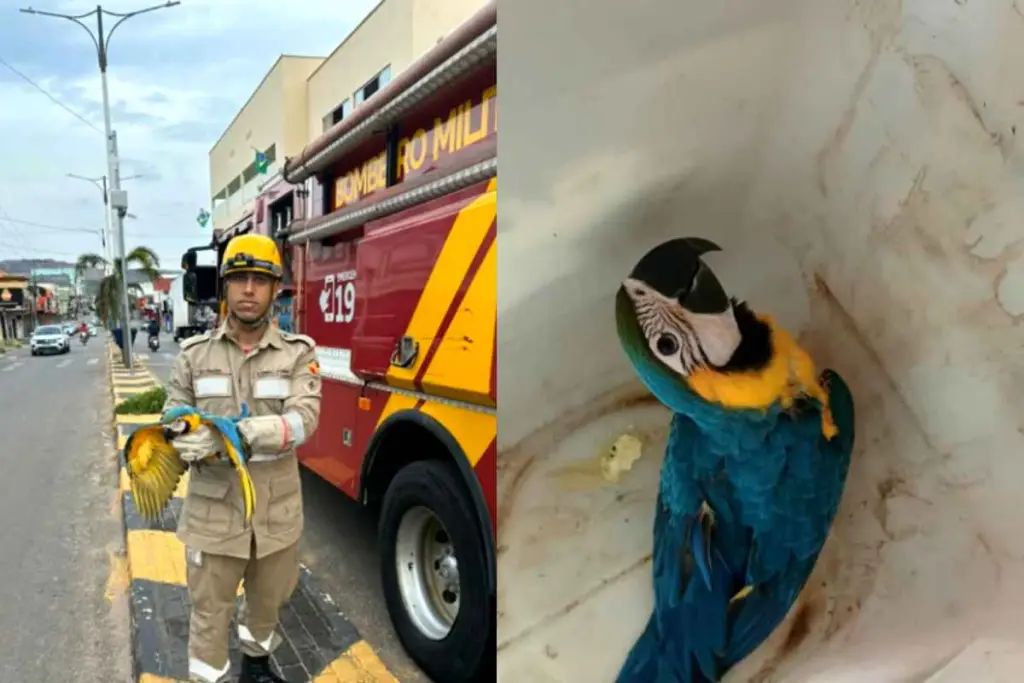 Filhote de arara é resgatado após ficar preso em fios de internet em Minaçu