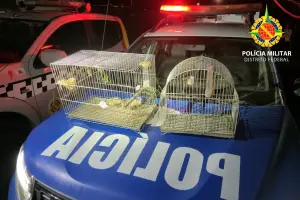 Araras vítimas de maus-tratos são resgatadas durante operação policial em Águas Lindas de Goiás
