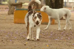 Veterinários americanos alertam: "nem todo cachorro que abana o rabo está feliz"; veja o que o movimento pode significar