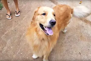 golden retriever