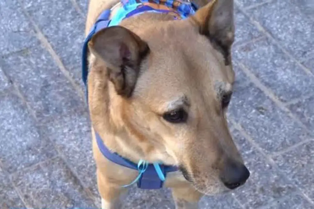 cachorro
